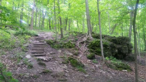 A forested area with a dirt path and wooden steps leading up a hillside, surrounded by lush green trees and mossy rocks.