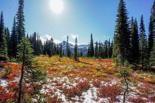 A vibrant landscape with colorful autumn foliage, tall evergreen trees, and mountains under a bright blue sky.