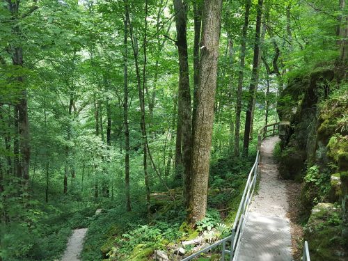 A winding path through a lush green forest, surrounded by trees and rocky terrain.