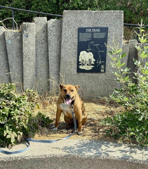 A dog sits on a path near a stone sign about a trail, surrounded by greenery and dry grass.