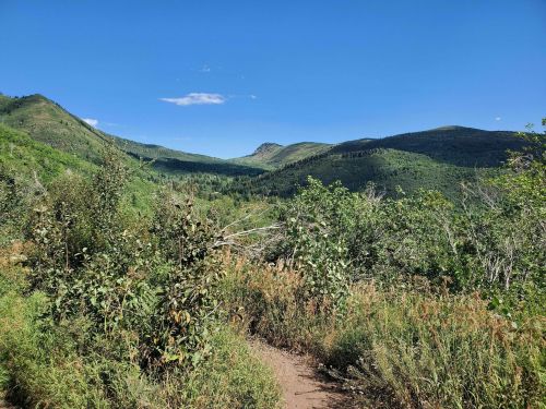 A scenic view of rolling green hills and a clear blue sky, with a dirt path winding through lush vegetation.