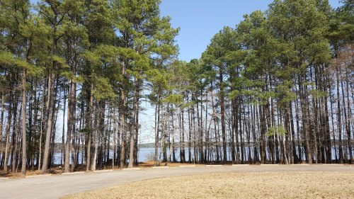 A serene view of tall pine trees lining a lake, with a clear blue sky above and a winding path in the foreground.
