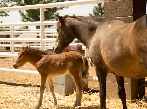 A mare and her foal stand together in a barn, surrounded by straw and wooden structures.