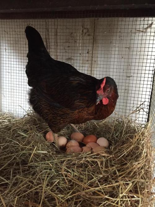 A brown hen stands in a nest of straw, surrounded by several eggs.