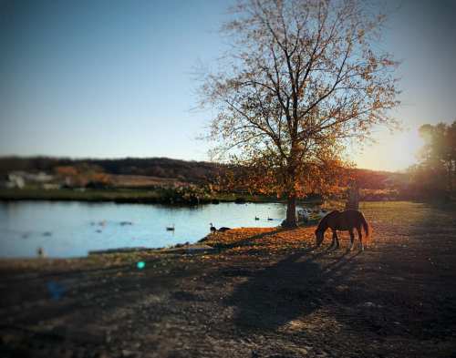 A horse grazes near a tranquil pond, with a tree and autumn foliage illuminated by the setting sun.