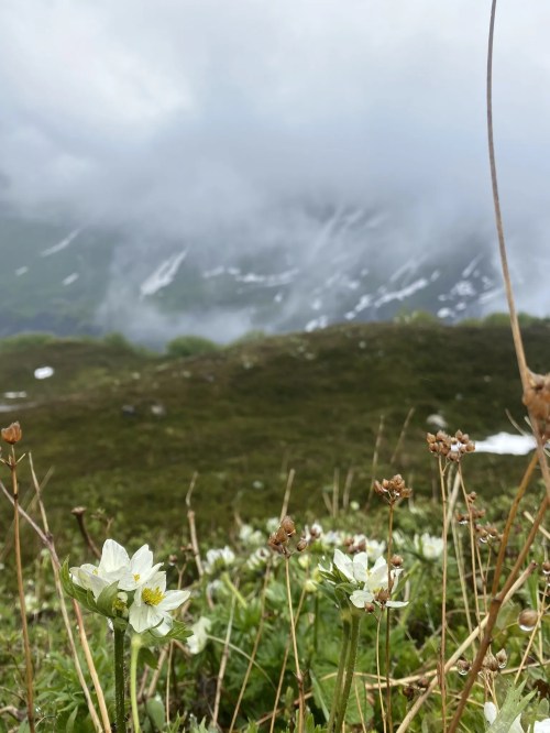 A field of white flowers in the foreground with misty mountains and clouds in the background.