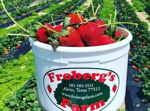 A bucket of fresh strawberries in front of a lush strawberry field at Froberg's Farm in Alvin, Texas.