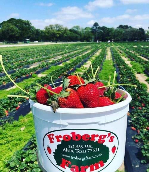 A bucket of fresh strawberries in front of a lush strawberry field at Froberg's Farm in Alvin, Texas.
