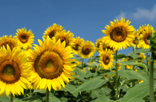 A field of vibrant sunflowers under a clear blue sky, showcasing their bright yellow petals and brown centers.