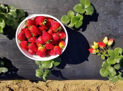 A white bucket filled with fresh strawberries sits on black plastic mulch, surrounded by green strawberry plants.