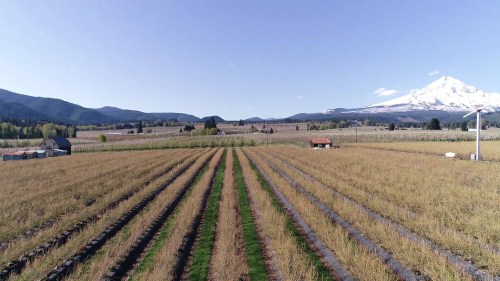 Aerial view of a vineyard with rows of grapevines, mountains in the background, and a small barn under a clear sky.