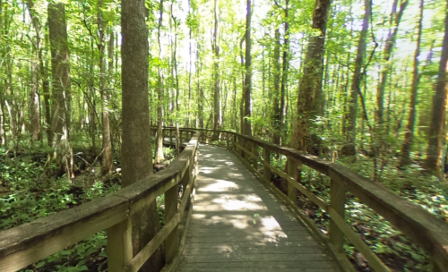 A wooden boardwalk winding through a lush green forest with sunlight filtering through the trees.