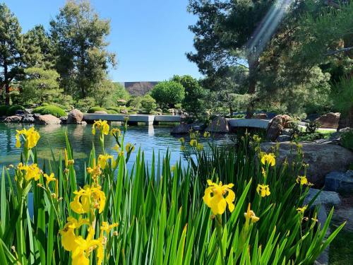 A serene garden scene featuring yellow flowers in the foreground, a calm pond, and lush greenery in the background.