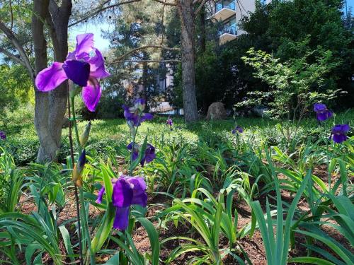 Vibrant purple irises bloom among lush green foliage in a sunny garden setting.