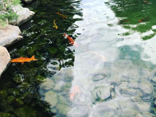 Colorful koi fish swimming in a clear pond among smooth stones and reflections of greenery.