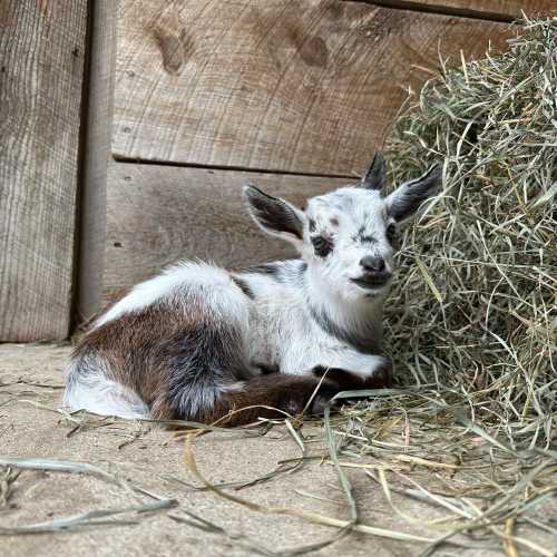 A small, brown and white goat lying on hay in a barn, looking curiously at the camera.