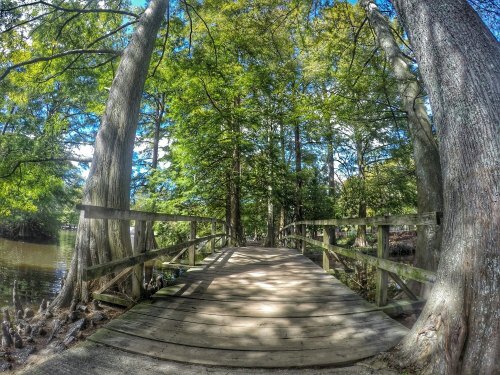 A wooden bridge surrounded by lush green trees over a calm waterway in a serene natural setting.