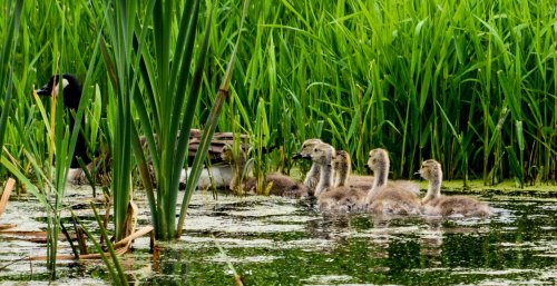 A mother goose swims with her six fluffy goslings among tall green grass and reeds in a serene pond.