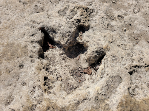 A close-up of a rocky surface with a large, irregularly shaped depression, possibly a fossilized footprint.