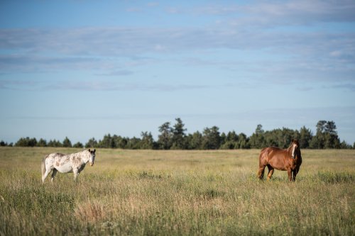 Two horses, one spotted and one brown, stand in a grassy field under a blue sky with scattered clouds.