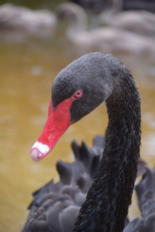 Close-up of a black swan with a red bill and eye, set against a blurred background of water and other swans.