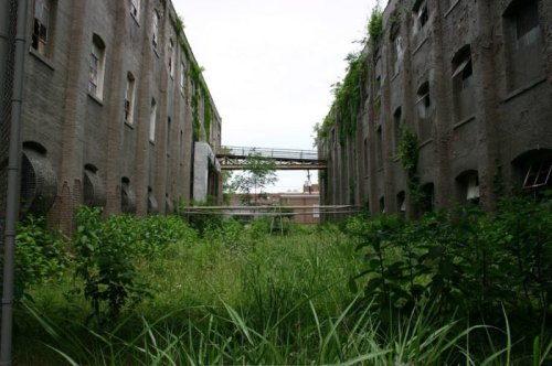 Overgrown courtyard of an abandoned building, with tall grass and vines climbing the walls, under a cloudy sky.
