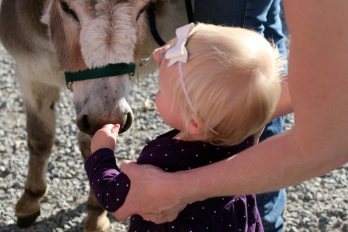 A toddler with a bow in her hair reaches out to feed a donkey while being held by an adult.