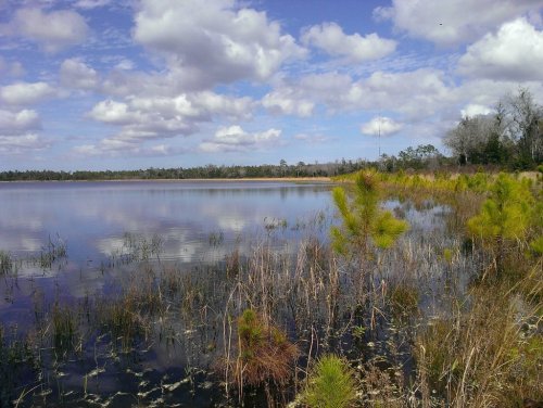 A serene lake surrounded by tall grasses and small trees, under a blue sky with fluffy white clouds.