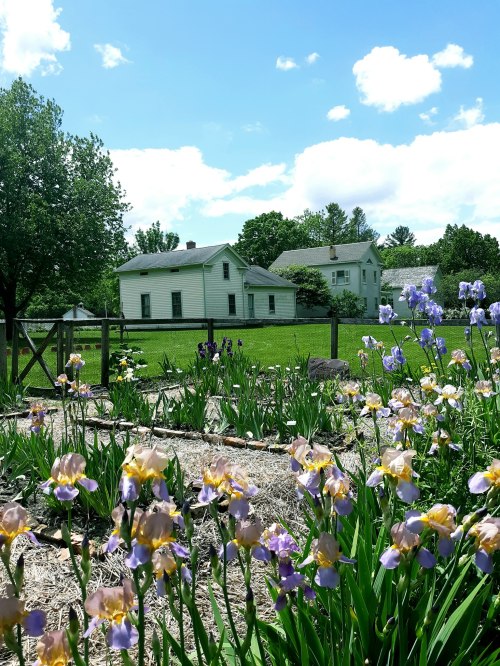 A sunny garden with blooming irises in the foreground and a green house in the background under a blue sky.