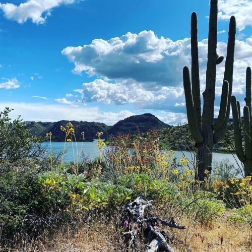 A scenic view of a lake surrounded by mountains, with vibrant wildflowers and tall cacti under a blue sky with clouds.