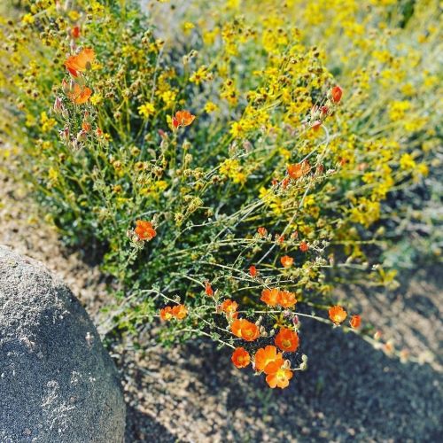 A cluster of vibrant orange flowers among yellow wildflowers and rocky terrain.