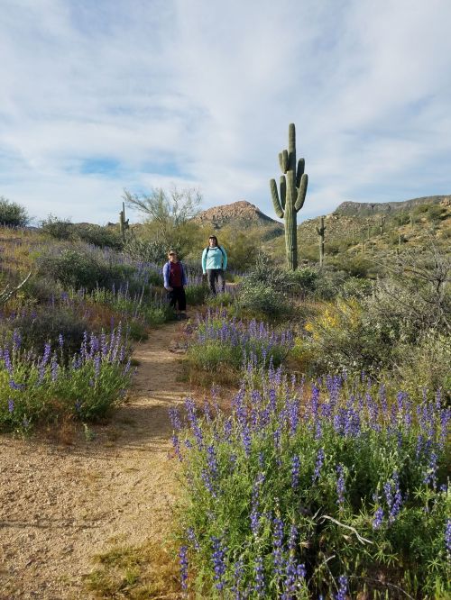 Two hikers on a trail surrounded by purple wildflowers and cacti in a desert landscape under a cloudy sky.