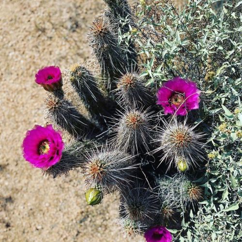 A close-up of a cactus with vibrant pink flowers and spiky green stems against a sandy background.