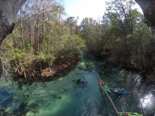 Aerial view of a serene river surrounded by lush trees, with kayakers enjoying the clear water.