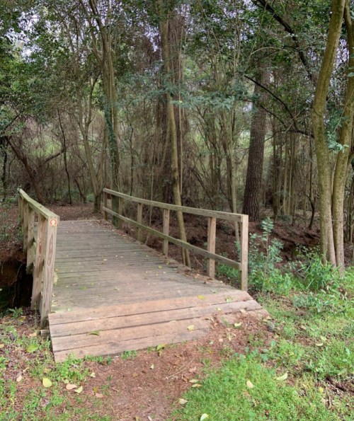 A wooden bridge spans a small creek, surrounded by lush greenery and trees in a tranquil forest setting.