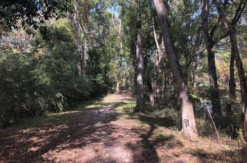 A serene forest path surrounded by tall trees and dappled sunlight filtering through the leaves.