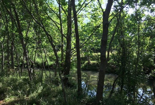 Lush green trees surround a calm, reflective stream in a serene natural setting.