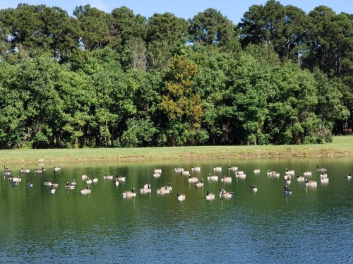 A serene pond with numerous ducks swimming and resting, surrounded by lush green trees.
