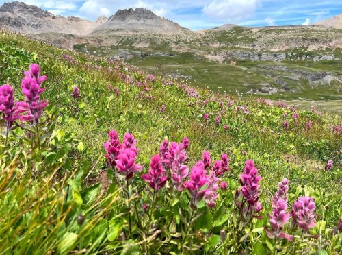 A vibrant field of pink wildflowers in a mountainous landscape under a blue sky with scattered clouds.