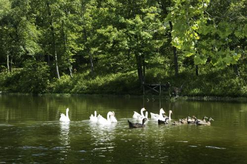 A group of swans and ducks swimming in a serene, green forested pond.