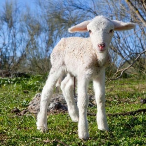 A young lamb stands on green grass, with trees and a clear blue sky in the background.