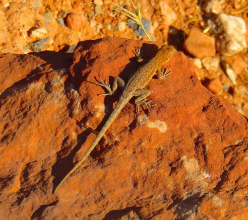 A lizard resting on a textured, reddish-brown rock in a natural outdoor setting.