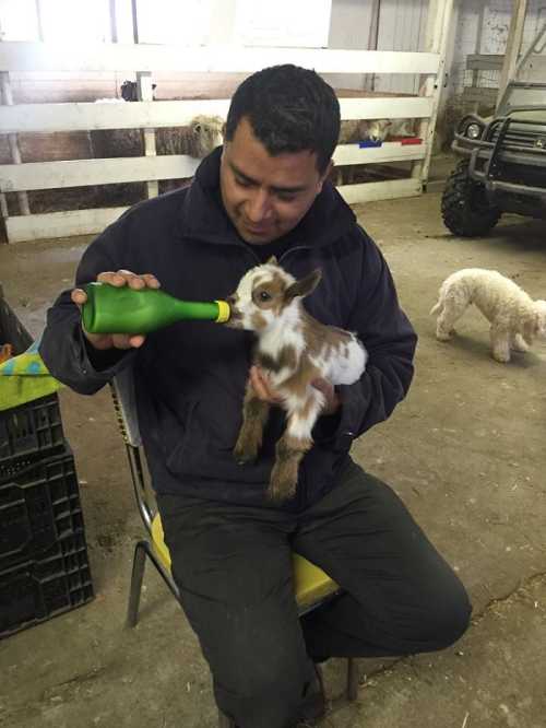 A person sitting on a chair feeds a baby goat with a bottle in a barn setting.