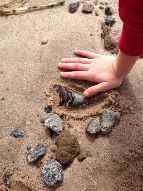A child's hand gently touches a large shell partially buried in sandy soil, surrounded by small rocks.