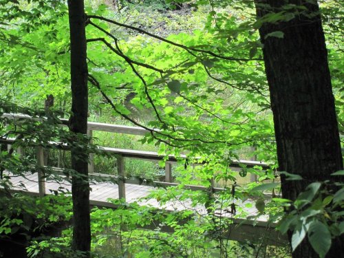 A wooden bridge surrounded by lush green trees and foliage in a serene forest setting.