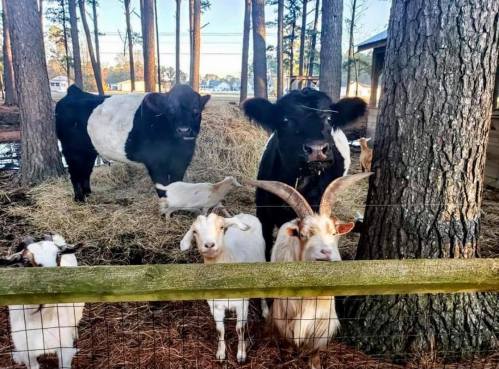 A black and white cow stands near a tree, with two goats and a goat with horns in front, surrounded by hay.
