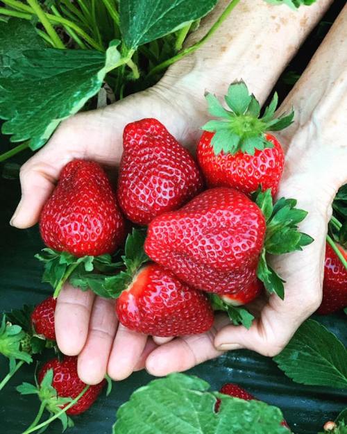 A pair of hands holding fresh, ripe strawberries surrounded by green leaves.