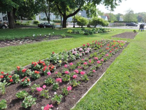A vibrant flower garden with rows of colorful blooms, surrounded by green grass and trees in a sunny park setting.