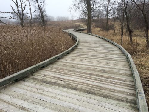 A winding wooden boardwalk through tall grasses and trees on a foggy day.