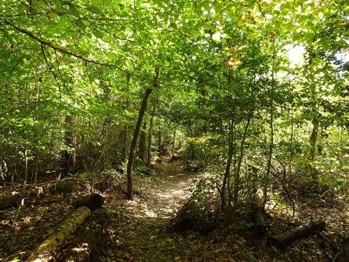 A serene forest path surrounded by lush green trees and dappled sunlight filtering through the leaves.